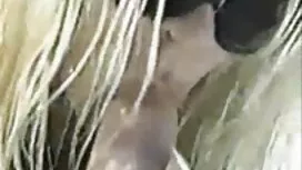 彼らはまた、見知らぬ人のセックス 女の子 ...